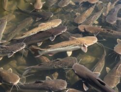 Bukan Sekadar Ikan Lele: KOLEGA, Jurus Jitu Bojonegoro Entaskan Kemiskinan