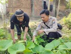Lahan Sela Dimanfaatkan untuk Tanam Labu Putih dan Sayuran di Demangan