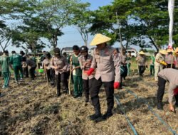 Peringati Hari Jadi ke-77, Polwan Polres Bojonegoro Tanam Jagung Dukung Ketahanan Pangan