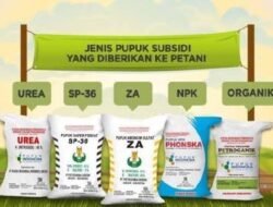 Petani di Parengan Tuban Merasa Tercekik Dengan Harga Pupuk Bersubsidi Yang Sangat Mahal