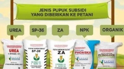 Petani di Parengan Tuban Merasa Tercekik Dengan Harga Pupuk Bersubsidi Yang Sangat Mahal