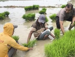 Wujudkan Swasembada Pangan, Anggota Polsek Bogorejo Ikut Ndaut Bersama Petani Blora