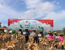 Sinergi Polres Blora dan Forkopimda, Panen Raya Jagung Kuartal IV Perkuat Ketahanan Pangan
