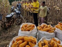 Ketua DPD Partai Golkar Kabupaten Way Kanan Hadiri Panen Raya Jagung di Kecamatan Baradatu