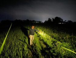 Aksi Pencurian Cabai di Desa Geneng Digagalkan Warga, Pelaku Asal Bojonegoro Diringkus Polsek Jepon