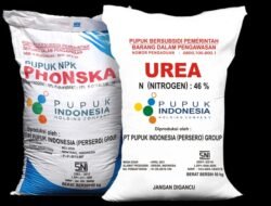 Korwil Pertanian Kecamatan Cilograng Diduga Kurang Tegas terhadap Ketua Kelompok Tani yang Jual Pupuk Subsidi di Atas Harga HET.