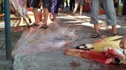 Antusias Warga Telaga Harapan Sambut Iduladha, 11 Ekor Sapi dan 40 Kambing Dikurbankan