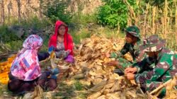 TNI dan Petani Bersinergi Panen Jagung di Bojonegoro, Perkuat Ketahanan Pangan Nasional