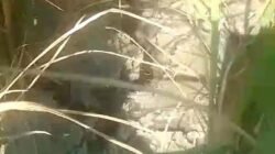 Waduk Penuh, Sawah Kekeringan: Ratusan Hektare Padi di Kemamang Terancam Gagal Panen