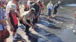 Lestarikan Penyu Terancam Punah, 270 Tukik Dilepas ke Laut Pantai Batu Mejan Tabanan