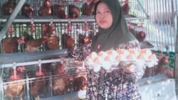 Program GAYATRI Ubah Nasib Warga Bojonegoro, Umi Hanik Raup Puluhan Telur Setiap Hari untuk Menghidupi Keluarga