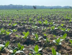 Petani Tembakau Bojonegoro Terima Bantuan 526 Ton Pupuk NPK, Tekan Biaya Produksi