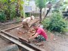 Wujudkan Rumah Layak Dihuni, Satgas TMMD 129 Kodim Belu Siapkan Rangka Atap RTLH Pak Lorenz