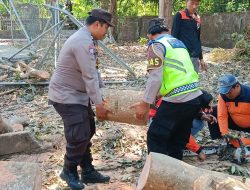 Evakuasi Pohon Leci Tumbang di SMPN 2 Baturiti dan SMK Restumuning Berjalan Lancar