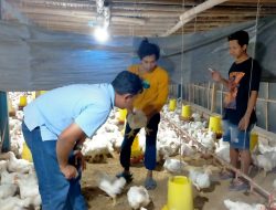 BUMDes Sejahtera Bersama Pilangsari Kelola Peternakan Broiler 14 Ribu Ekor, Panen Hingga Enam Kali Setahun