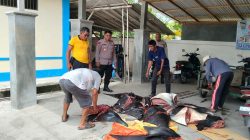 Polres Jembrana Ungkap Dugaan Perdagangan Satwa Dilindungi, 11 Ekor Pari Mobula Diamankan