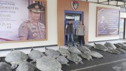 Polda Bali Gagalkan Penyelundupan 22 Ekor Penyu Hijau di Perairan Pulau Serangan